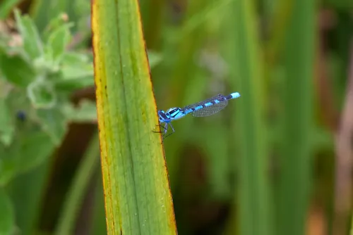 Dragonfly on leaf This is a nature photograph showing a dragonfly perched on a green leaf among plants and flowers in Derbyshire, England, United Kingdom. Captured during the morning in the summer season, the image highlights the intricate details of the dragonfly, a member of the insect family, with its transparent wings and distinct blue markings. The surrounding plants and flowers create a natural habitat typical of the local landscape in Derbyshire. There are no prominent landmarks visible in this close-up still life composition, which focuses on the interaction between animals and their environment in the rural countryside of England.